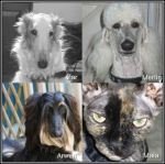Zar, Merlin, Arwen, Maia