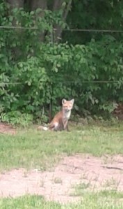 Young fox
