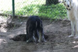 "Hole Digger"