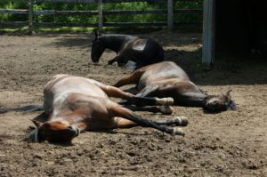 Horse Snooze
