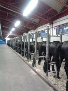 RCMP - Standing Stalls
