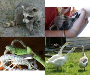 Just a few of the animals I got to spend some time with today...