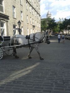 Caleche...the horses all looked tired....or bored