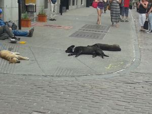 Dogs belonging to homeless people chilling...plus they don't need leashes.  