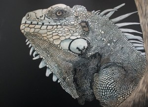 Iguana, art, scratchboard